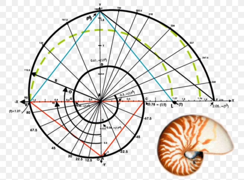 Golden ratio spiral constructed from Fibonacci rectangles - mathematical visualization of phi in nature