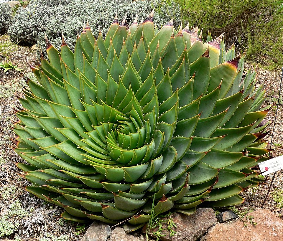 Plant leaf arrangements showing Fibonacci phyllotaxis - optimal leaf positioning following fibonacci sequence in nature