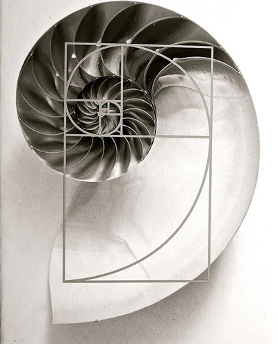 Nautilus shell cross-section showing golden spiral pattern based on fibonacci sequence - perfect logarithmic spiral in nature
