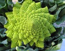 Romanesco broccoli showing fractal Fibonacci spirals - self-similar patterns in nature following fibonacci sequence