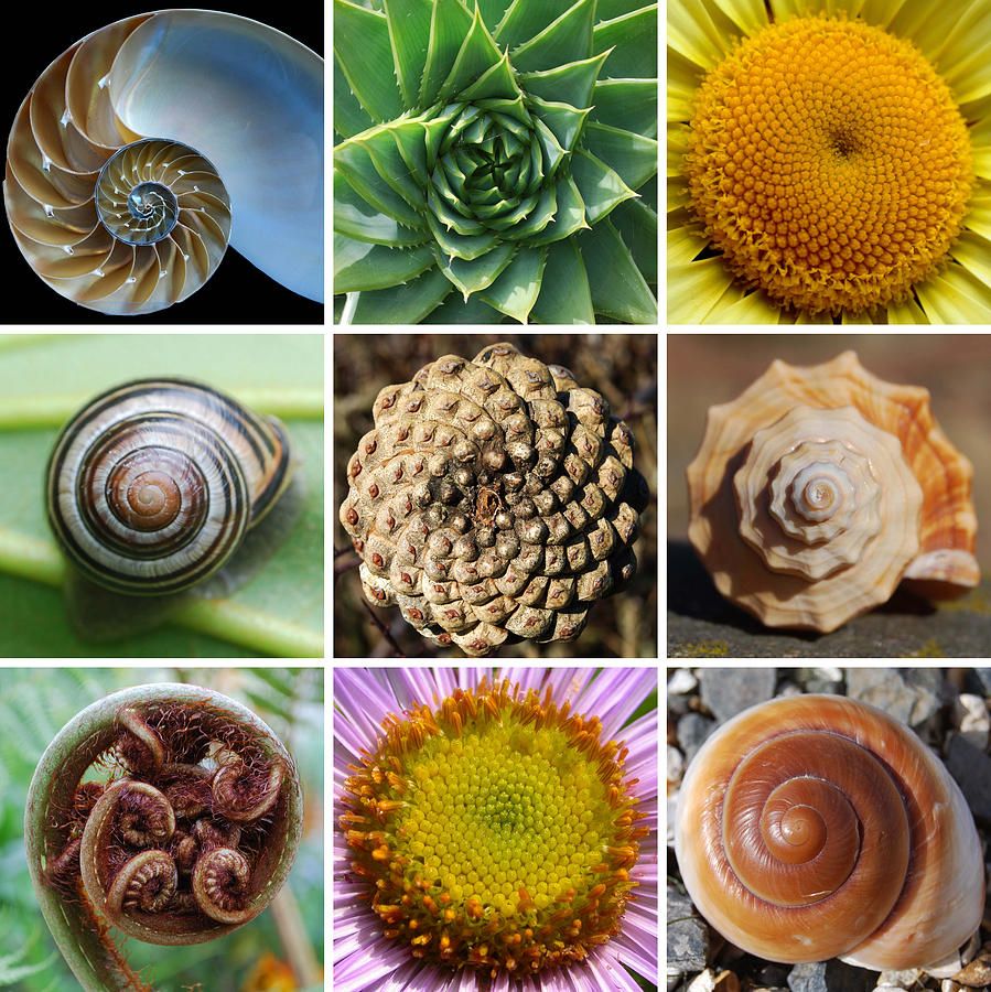 Various seed heads showing Fibonacci patterns - dandelion and other flower seed arrangements following fibonacci sequence