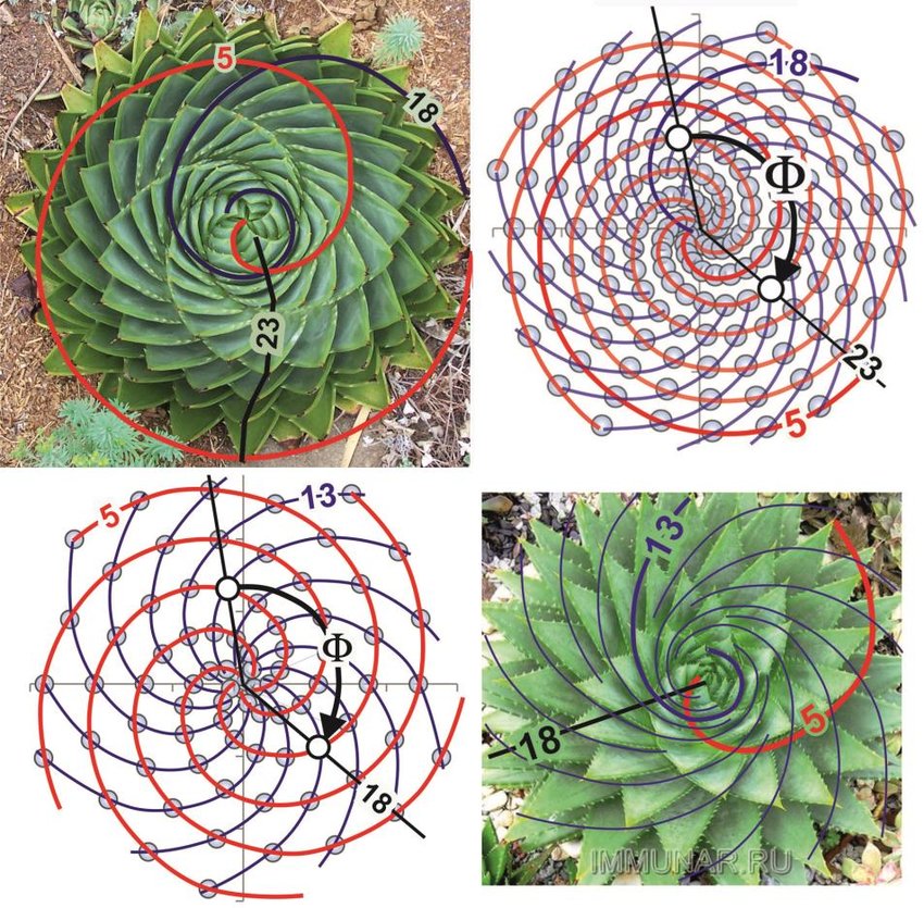 Succulent plant showing Fibonacci spiral arrangement of leaves - aloe vera and echeveria fibonacci patterns in nature
