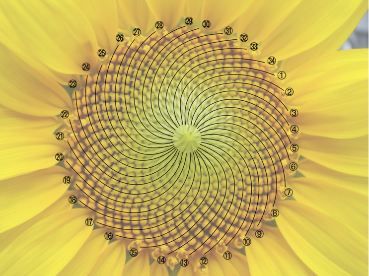 Sunflower showing Fibonacci spiral patterns with 34 clockwise and 55 counterclockwise spirals - fibonacci sequence in nature example