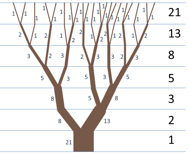 Tree branch pattern showing Fibonacci branching sequence - mathematical patterns in tree growth and fibonacci in nature