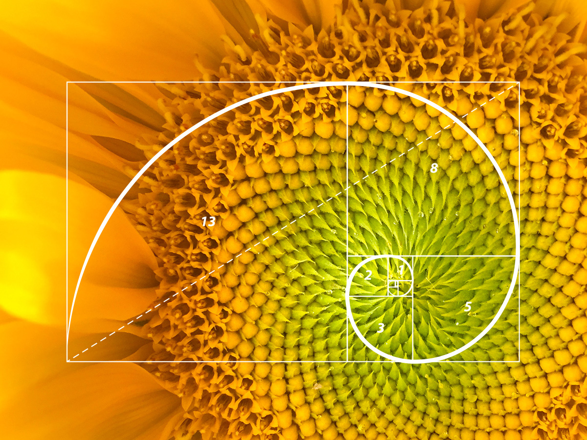What is Fibonacci sequence in nature - sunflower seed arrangement showing Fibonacci numbers pattern with 21 clockwise and 34 counterclockwise spirals - golden ratio in nature